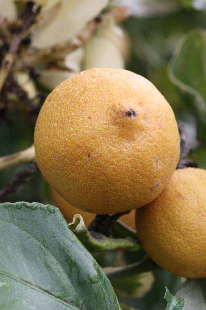              Fruit (Riverside, CA)       